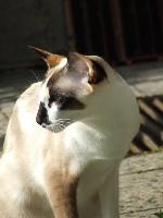 Chovatelska stanice ps�: ORISEY*CZ