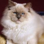 Chovatelska stanice ps�: AZRAG BEY *CZ