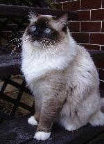 Chovatelska stanice ps�: LODGAR GRAND, CZ