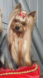 Chovatelska stanice ps�: FORTUNA JORIKAS