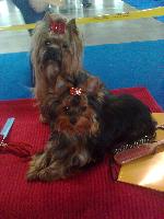 Chovatelska stanice ps�: BIANCO AMORE MIO