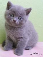 Chovatelska stanice ps�: CHOCO CHERRY, CZ