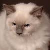 Chovatelska stanice ps�: FELIS CATUS*PL
