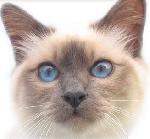 Chovatelska stanice ps�: N̎N� POHLAZEN� * CZ