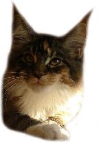 Chovatelska stanice ps�: Z MATRIXU, CZ