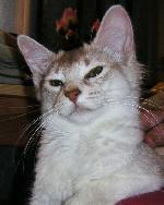 Chovatelska stanice ps�: ATUAR*CZ